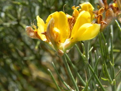 Genista radiata