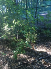 Fraxinus nigra