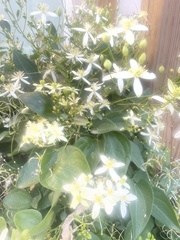 Clematis glycinoides