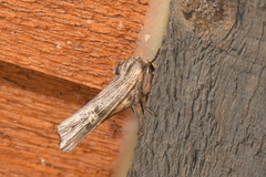 Lithomoia germana