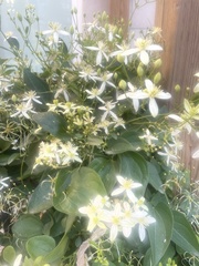 Clematis glycinoides