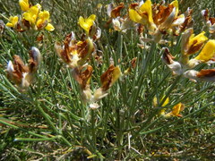 Genista radiata
