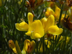 Genista radiata