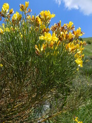 Genista radiata