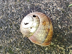 Helminthoglypta nickliniana