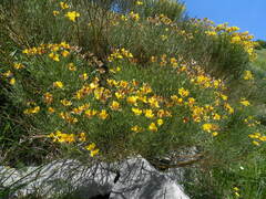 Genista radiata