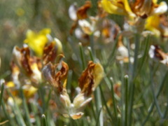 Genista radiata