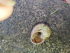 Helminthoglypta nickliniana
