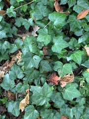 Hedera helix
