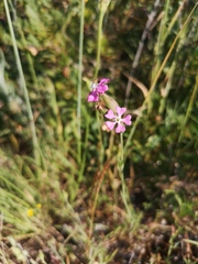 Silene conica