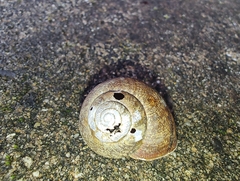 Helminthoglypta nickliniana