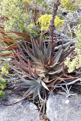 Aloe succotrina