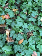 Hedera helix