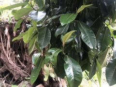 Ficus elastica