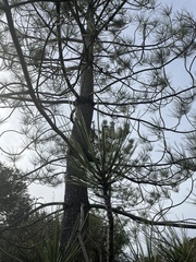 Pinus torreyana