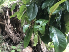 Ficus elastica