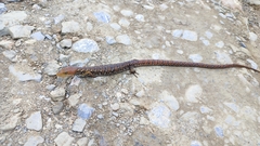 Gerrhonotus liocephalus