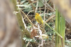 Ploceus castaneiceps