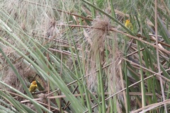 Ploceus castaneiceps