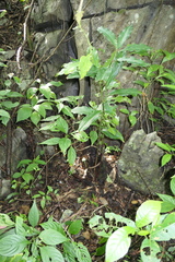 Costus pictus