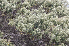 Phylica buxifolia