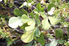 Cussonia thyrsiflora