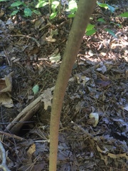 Fraxinus nigra