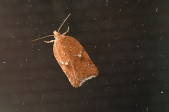 Acleris