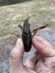 Procambarus acutus