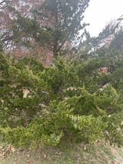 Juniperus ashei