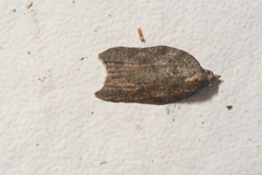 Acleris effractana