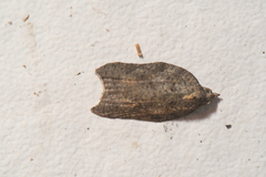 Acleris effractana