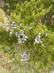 Juniperus ashei