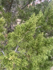 Juniperus ashei