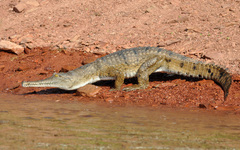 Crocodylus johnstoni