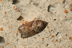 Acleris maccana
