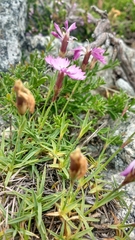 Dianthus vigoi