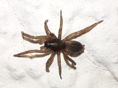 Gnaphosidae