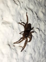 Gnaphosidae