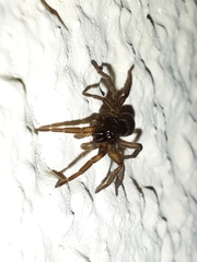 Gnaphosidae