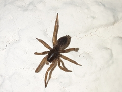 Gnaphosidae