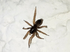 Gnaphosidae