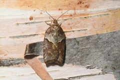 Acleris maccana