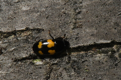 Glischrochilus fasciatus