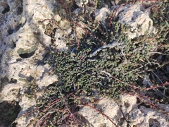 Camphorosma monspeliaca