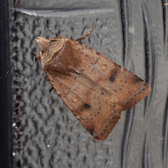 Cerastis faceta