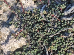 Camphorosma monspeliaca