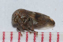 Ophiderma