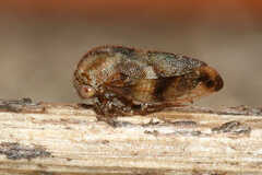 Ophiderma