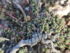 Camphorosma monspeliaca